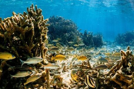 Coral Reef - Undersea landscape of coral reef