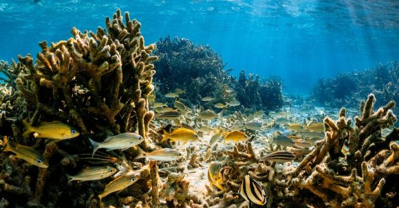 Coral Reef - Undersea landscape of coral reef