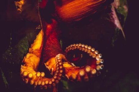 Underwater - Orange Octopus on Green Stone