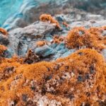 Marine - Beige Algae on Brown Rock Formation Near Body of Water
