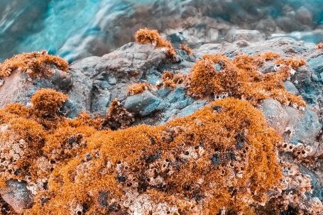 Marine - Beige Algae on Brown Rock Formation Near Body of Water