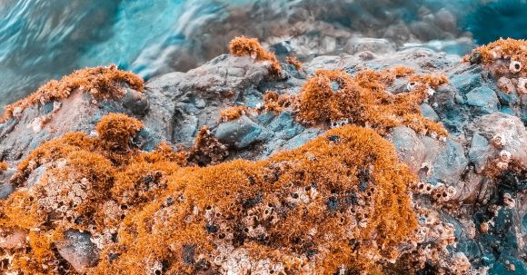 Marine - Beige Algae on Brown Rock Formation Near Body of Water