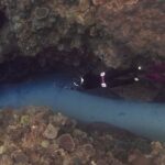 Scuba Diving - Underwater Photo of a Scuba Diver Swimming among Coral Reef