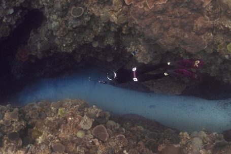 Scuba Diving - Underwater Photo of a Scuba Diver Swimming among Coral Reef