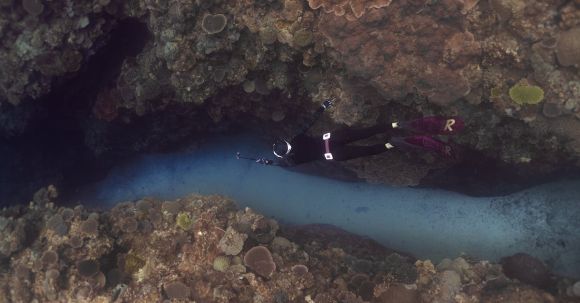 Scuba Diving - Underwater Photo of a Scuba Diver Swimming among Coral Reef