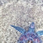 Marine - Purple and Blue Sea Turtle
