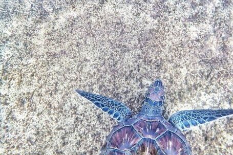 Marine - Purple and Blue Sea Turtle