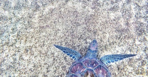 Marine - Purple and Blue Sea Turtle