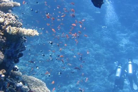 Coral Reef - Marine Life Photography
