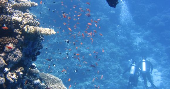 Coral Reef - Marine Life Photography