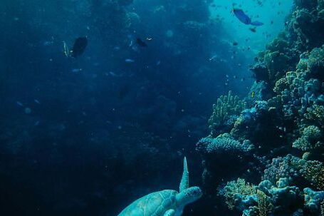 Marine - Assorted Fish in Sea With Corals