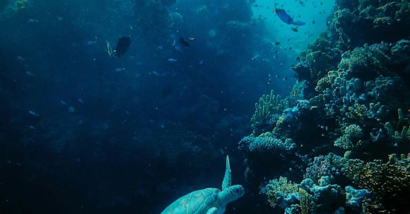 Marine - Assorted Fish in Sea With Corals