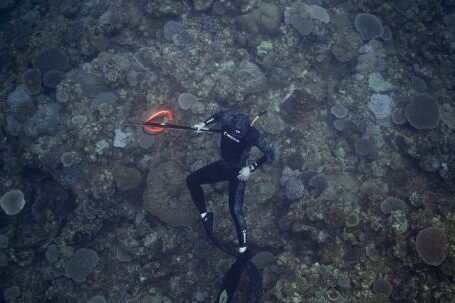 Scuba Diving - Underwater Photo of a Person