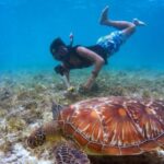 Diving - Brown Tortoise in Body of Water Beside Man
