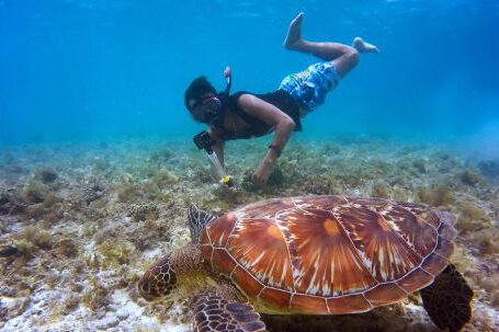 Diving - Brown Tortoise in Body of Water Beside Man