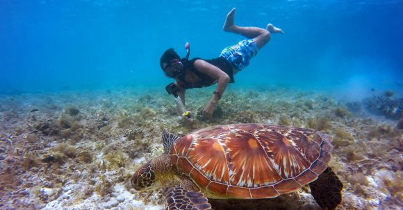Diving - Brown Tortoise in Body of Water Beside Man