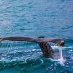 Diving - Closeup Photography of Whale