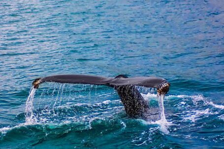Diving - Closeup Photography of Whale