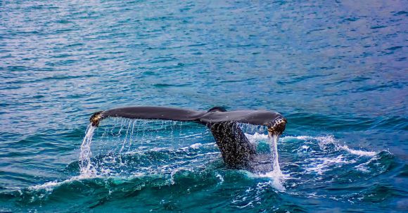 Diving - Closeup Photography of Whale