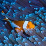 Coral Reef - Close Up Photo of Clownfish Underwater