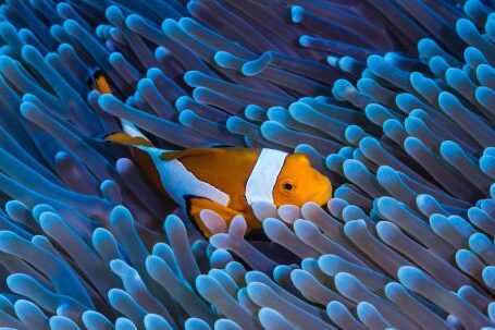 Coral Reef - Close Up Photo of Clownfish Underwater