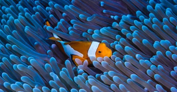 Coral Reef - Close Up Photo of Clownfish Underwater