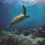 Diving - brown turtle on the ocean photography