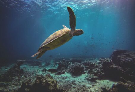Diving - brown turtle on the ocean photography