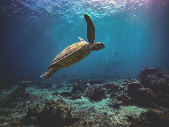 Diving - brown turtle on the ocean photography