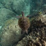 Snorkeling - Black sea turtle swimming near a shallow coral reef