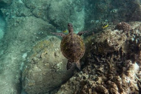 Snorkeling - Black sea turtle swimming near a shallow coral reef