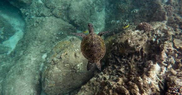 Snorkeling - Black sea turtle swimming near a shallow coral reef