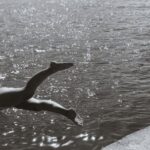 Diving - Grayscale Photography Of Woman Diving Into Water