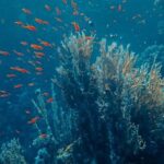 Underwater - School of Fish near Coral Reefs