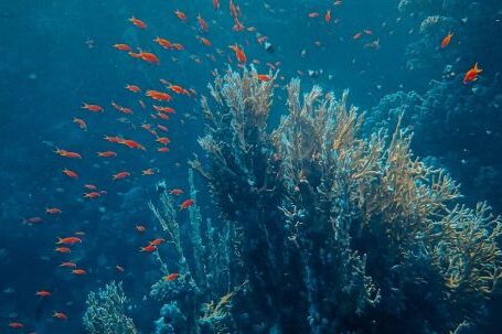 Underwater - School of Fish near Coral Reefs