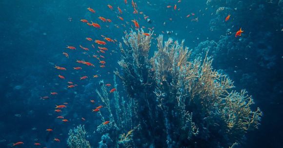 Underwater - School of Fish near Coral Reefs