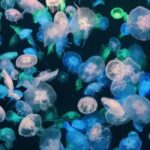 Underwater - Photo of Jellyfishes