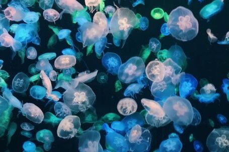 Underwater - Photo of Jellyfishes