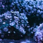 Underwater - Micro-lens Photography of Sea Creatures Under Water