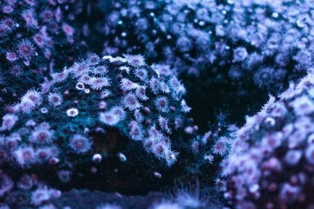 Underwater - Micro-lens Photography of Sea Creatures Under Water