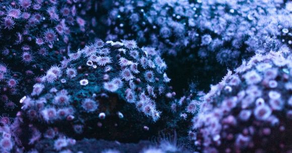 Underwater - Micro-lens Photography of Sea Creatures Under Water