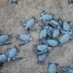 Marine - A Group Of Blue Sea Turtles