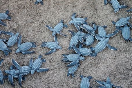 Marine - A Group Of Blue Sea Turtles