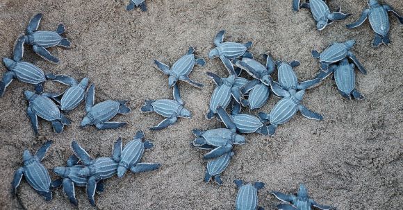 Marine - A Group Of Blue Sea Turtles