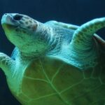 Underwater - Sea Turtle Illustration