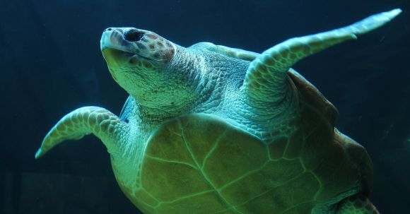 Underwater - Sea Turtle Illustration