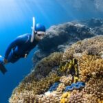 Diving - a person in a diving suit and goggles swims over a coral reef