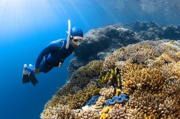 Diving - a person in a diving suit and goggles swims over a coral reef