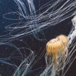 Marine - School of Jellyfish Underwater