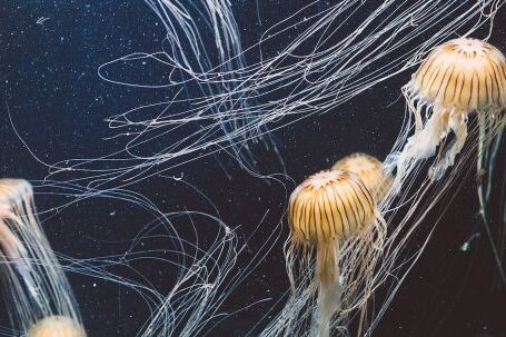 Marine - School of Jellyfish Underwater